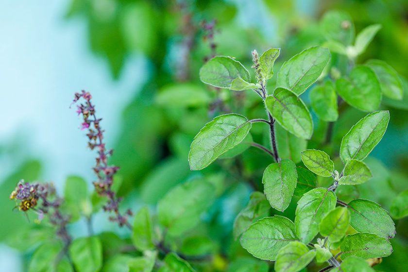 HOLY BASIL BENEFITS: WHY THIS HERB IS A SKINCARE ESSENTIAL