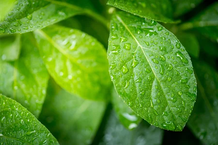 Green tree leaf in drops of water or rain
