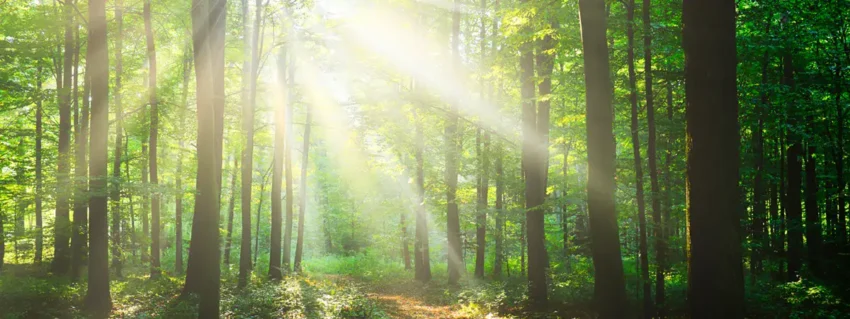 Understanding Kapha Dosha in Ayurveda